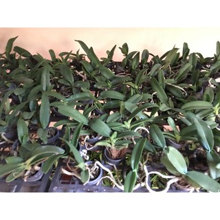 Hoa lan đai châu mix mầu ( coboo 5 cốc) @