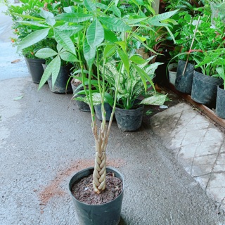 Kim Ngân Thắt Bính