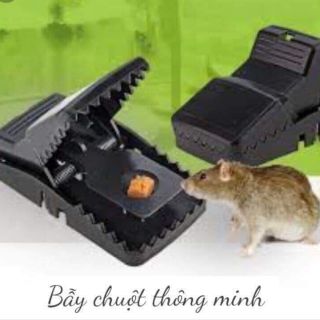 Combo 5 cái bẫy chuột