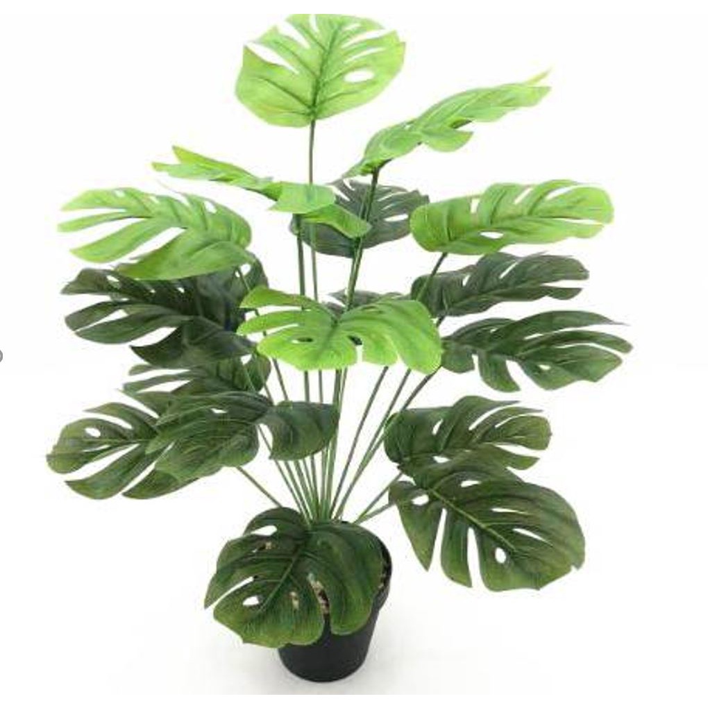 Cây lá rùa decor - Trầu bà lá xẻ giả trang trí