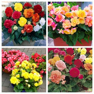5h - Hạt Giống Hoa Thu Hải Đương Kép Mix