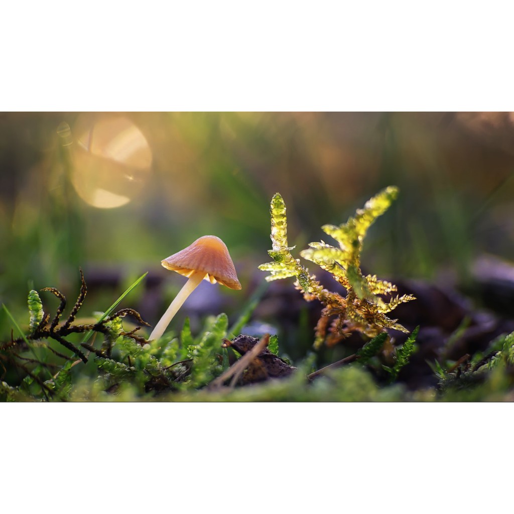 Ống kính máy ảnh Tele-Lentar 200mm f4.5 MF Minolta MD  97% - 10244