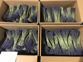 Hoa lavender bó 200 cành