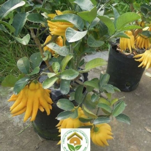 Cây phật thủ giống