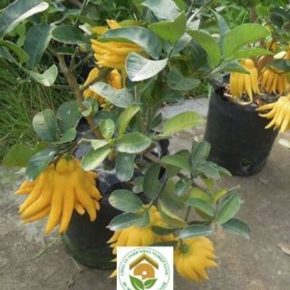 Cây phật thủ giống