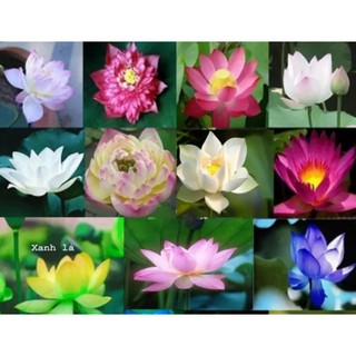 Gói 8 hạt giống sen mini Nhật trồng chậu nhiều màu cánh kép