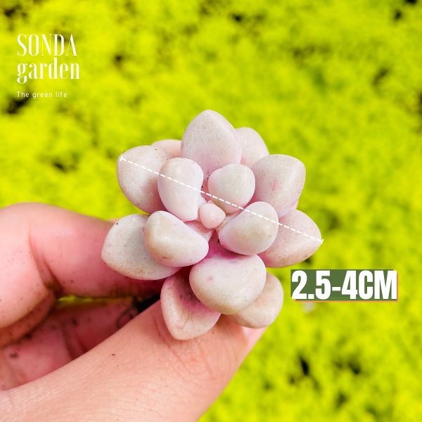 Sen đá sỏi hường SONDA GARDEN size mini 2.5-4cm, xuất xứ Đà Lạt, khoẻ đẹp, lỗi 1 đổi 1