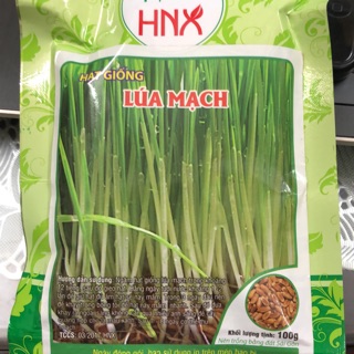 Hạt giống Lúa mạch 100 gr