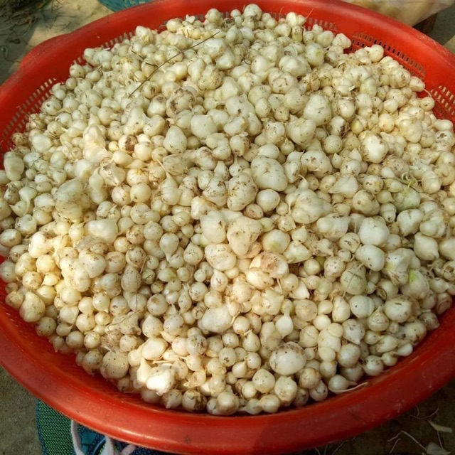 Hành Tăm - (Củ Nén) Nghệ An 100g