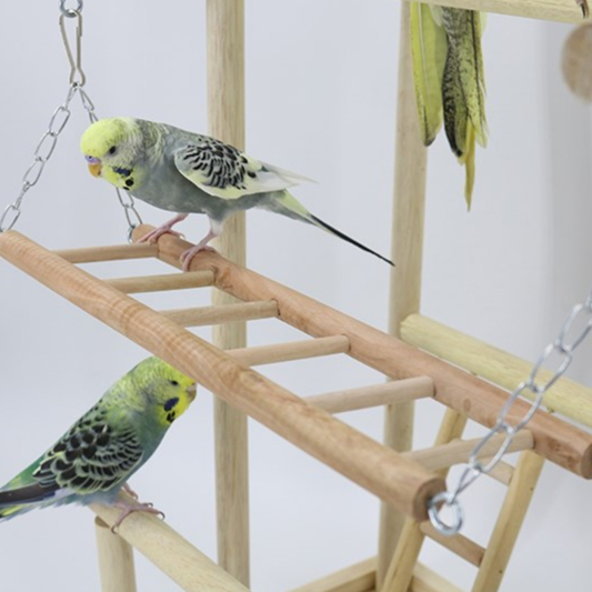 Elsabell. Cầu đứng gỗ dành cho chim, vẹt size nhỏ, size trung như lovebird, yến phụng, cock, sun, xích, ngực hồng