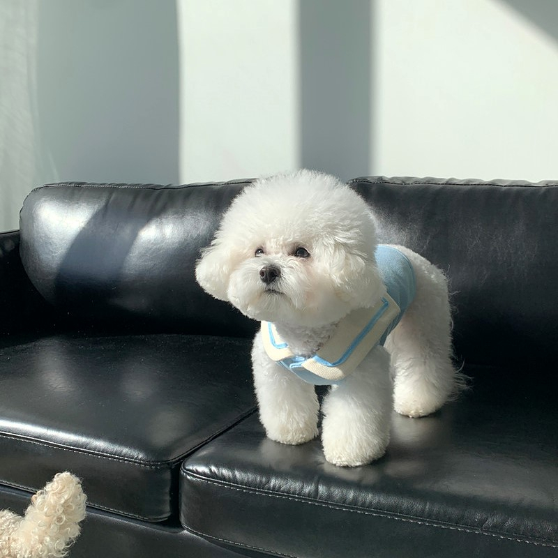 Áo Thủy Thủ Mùa Hè Cho Thú Cưng