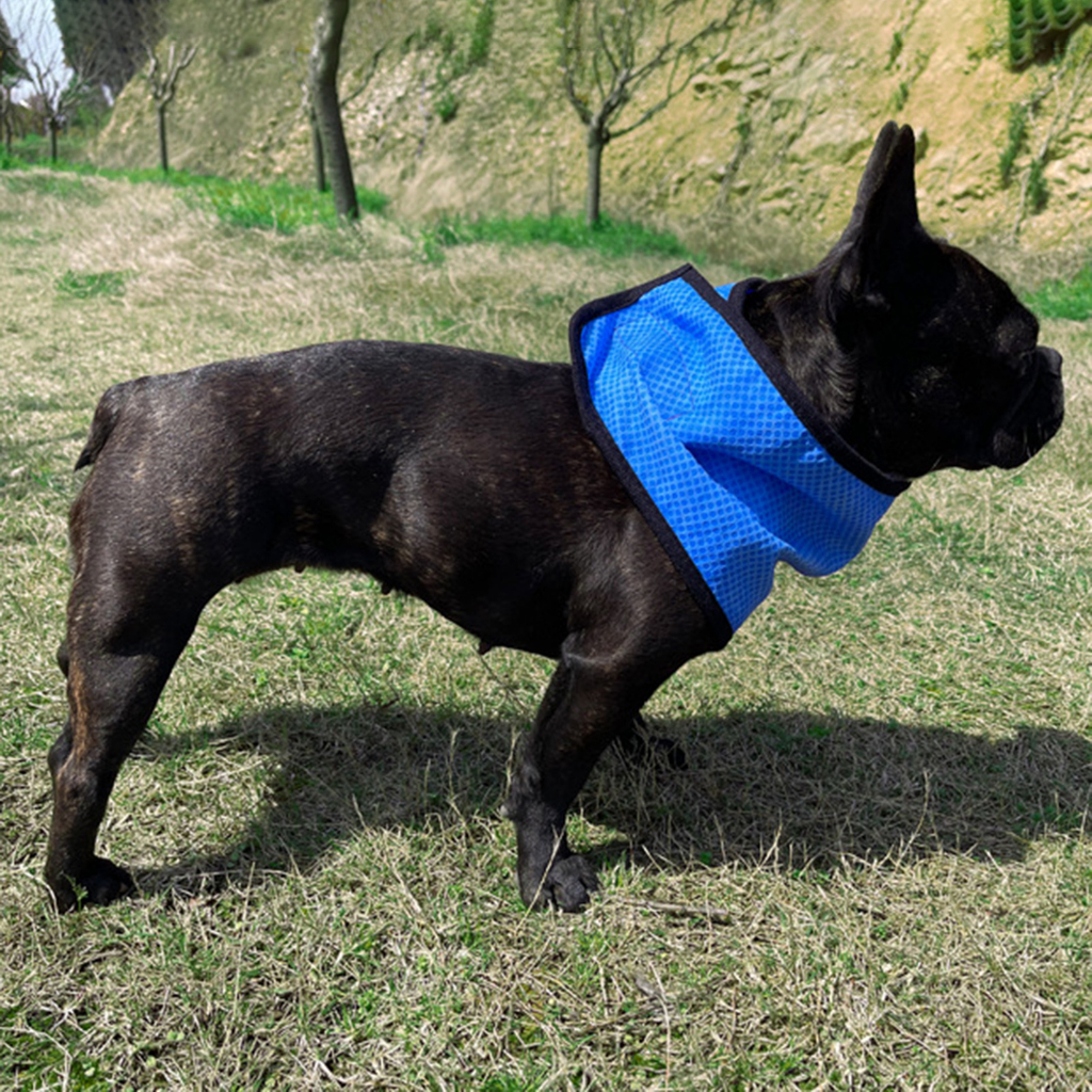 Khăn Choàng Lưới Thoáng Khí Thấm Hút Mồ Hôi Thoáng Khí Thoải Mái Có Thể Điều Chỉnh Dành Cho Thú Cưng