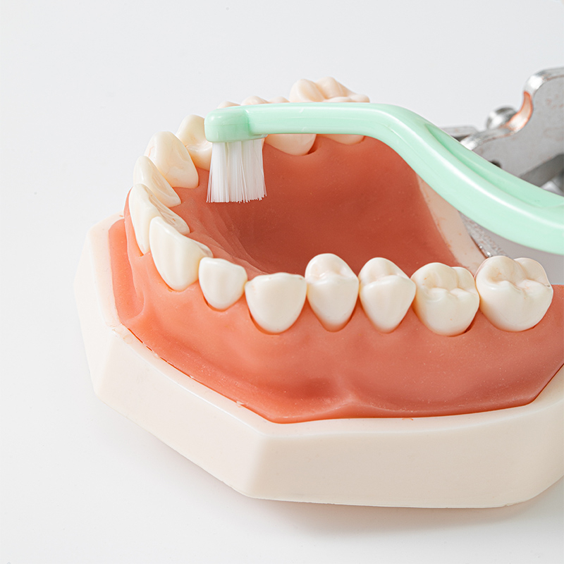 Bàn chải kẽ răng mềm MEYARN 0.10mm chăm sóc răng cấy ghép nha khoa