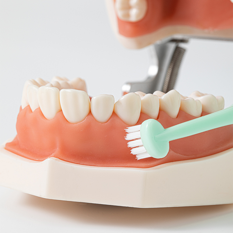 Bàn chải kẽ răng mềm MEYARN 0.10mm chăm sóc răng cấy ghép nha khoa