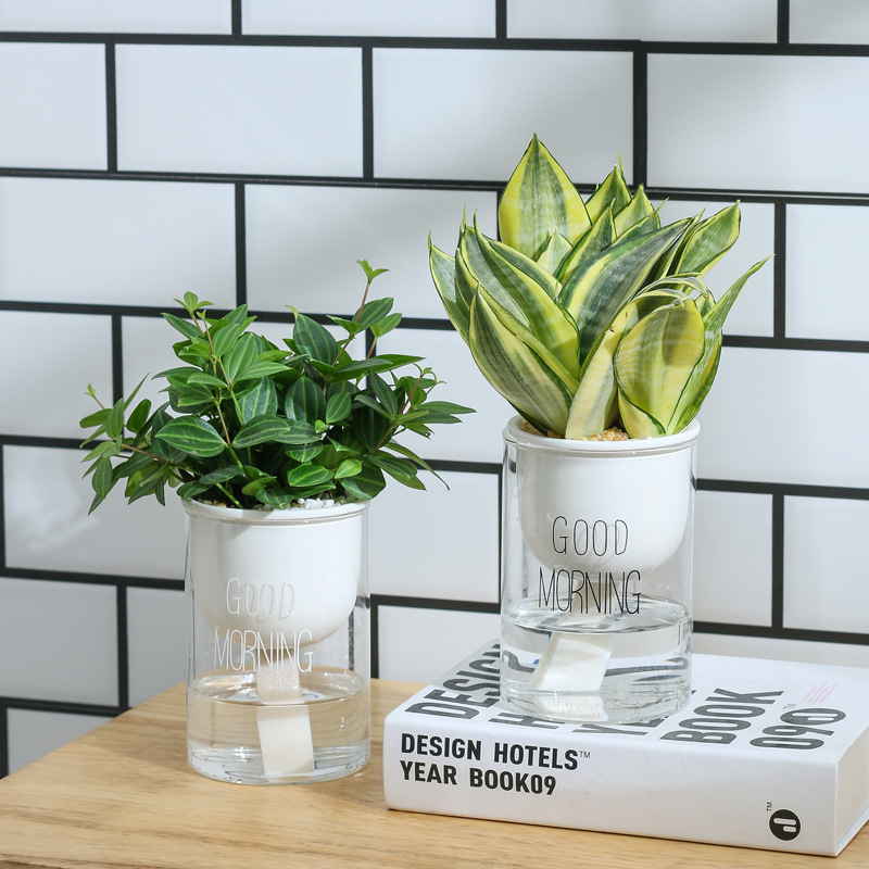 Chậu nhựa trồng cây thủy sinh trong nhà Hộp đựng suốt cho văn phòng tại- Bình Trồng Cây Thủy Sinh SUNTREE