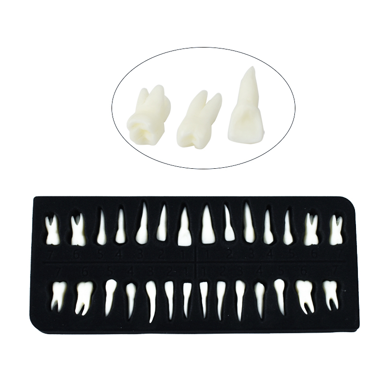 Mô Hình Răng Giả Tỉ Lệ 1:1 Chuyên Dụng Cho Giảng Dạy Nha Khoa