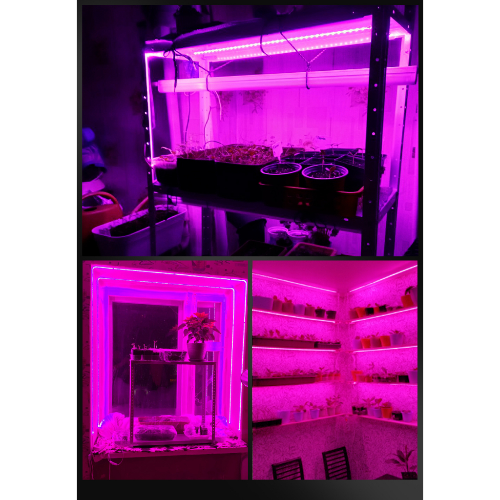 Dây Đèn LED Kích Thích Tăng Trưởng Chống Nước AC220V 1m / 2m / 3m / 4m / 5m / 6m / 8m / 10m 2835