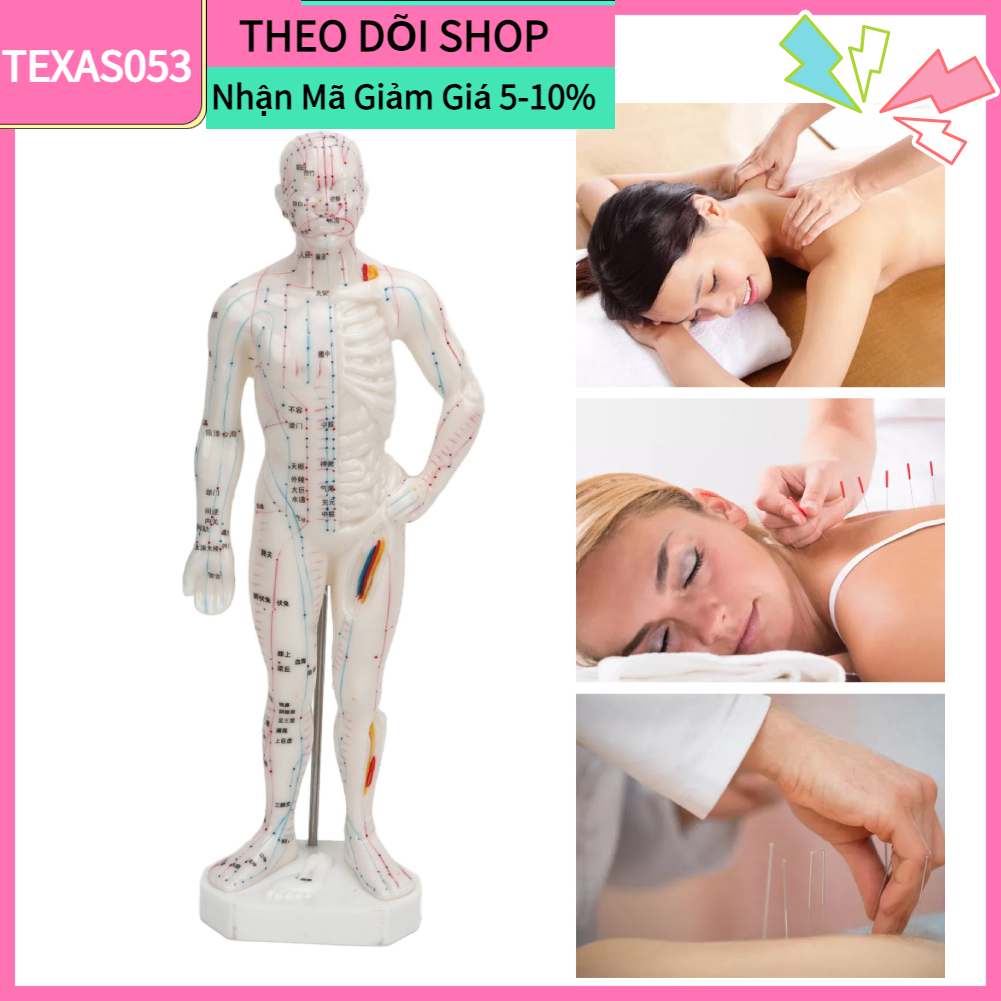 Mô hình châm cứu huyệt vị 26cm - Mô Hình Đường Kinh Lạc Di Động Chuyên Nghiệp【Texas053】