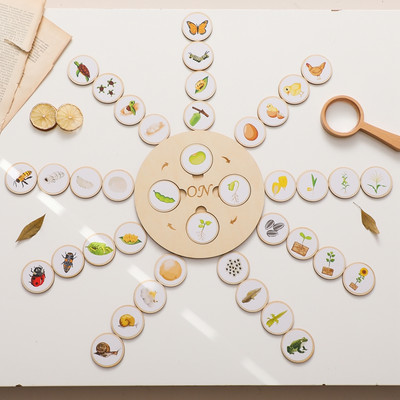 Mamimamihome Đồ Chơi Mô Hình Bướm Cảm Biến Theo Dõi Sức Khỏe Trong Chu Kỳ Cuộc Sống montessori