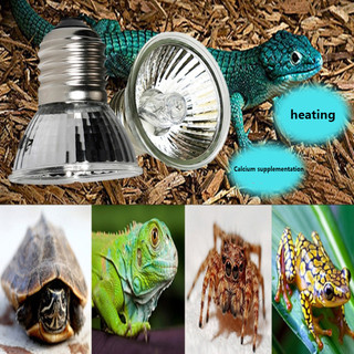 Đèn Sưởi Ấm Cho Rùa Nuôi 25 / 50 / 75w uv + uv 3.0