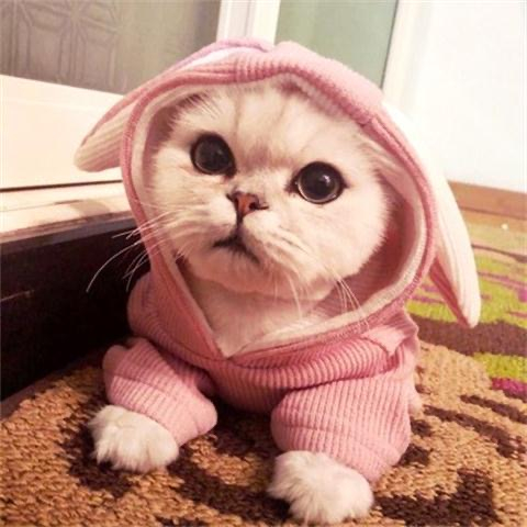 Áo cho chó Áo Vải Bông Thu Đông Dày Dặn Cho Thú Cưng Chó Mèo áo cho mèo