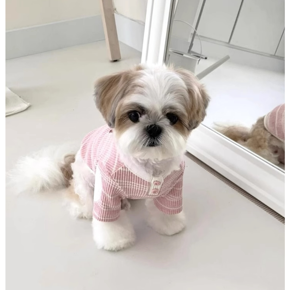 Áo Thun In Hình bome yorkshire marzis teddy kitty Thời Trang Thu Đông Cho Thú Cưng