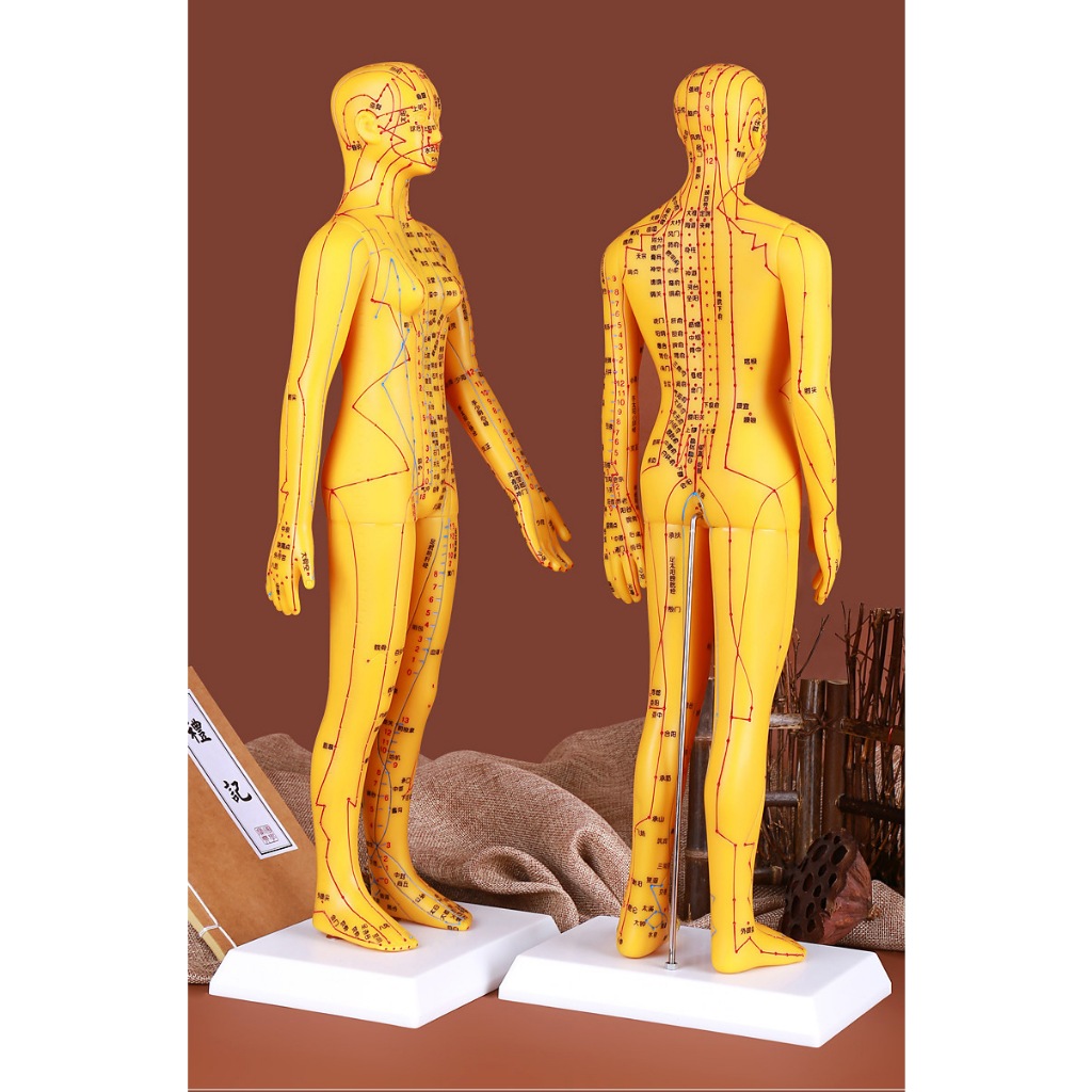 53Cm Cơ Thể Con Người Châm Cứu Mẫu Y Học Trung Quốc Giảng Dạy Huyệt Hình Nộm Áp Điểm SUNCOL