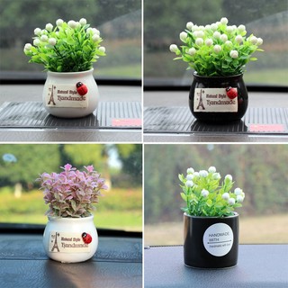 Chậu Cây May Mắn Mini Trang Trí Taplo Ô Tô, Bàn Làm Việc