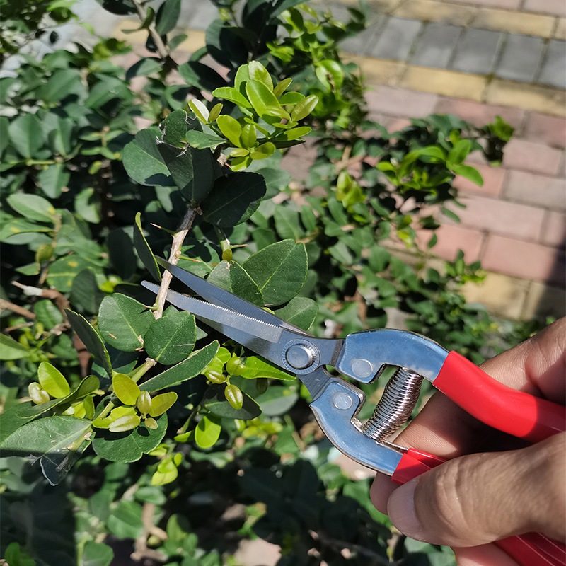 Kéo tỉa dăm, Kéo làm vườn SK5 thực vật cắt tỉa cành, lá cây cảnh - Lưỡi thẳng Dụng cụ bằng thép SUNTREE