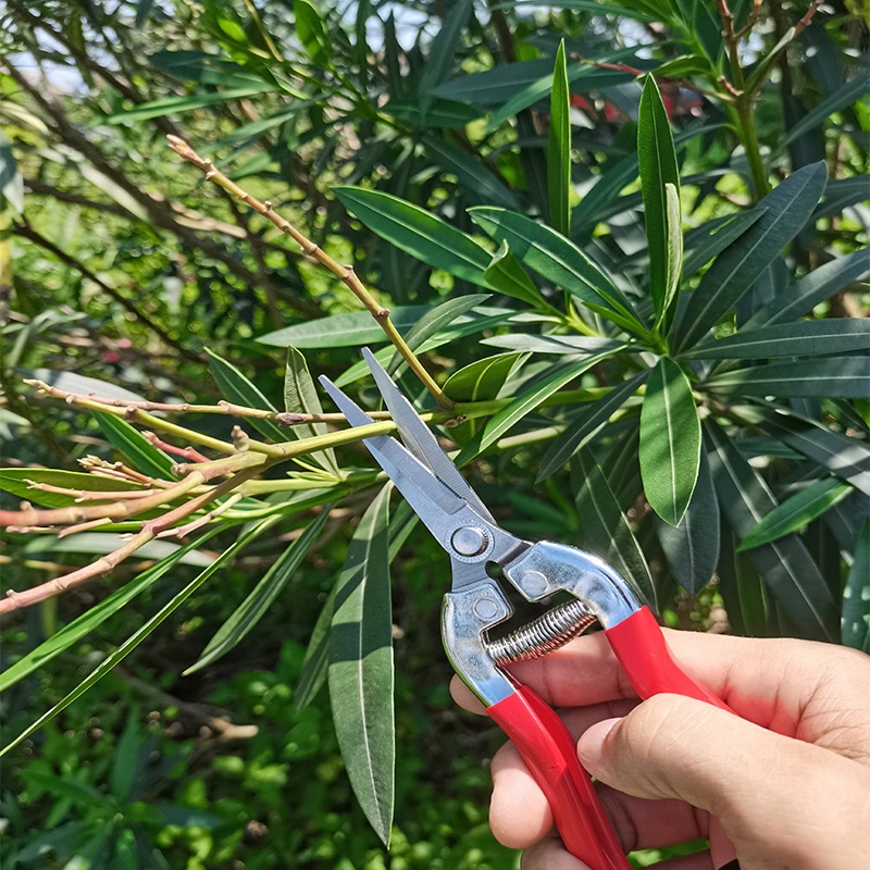 Kéo tỉa dăm, Kéo làm vườn SK5 thực vật cắt tỉa cành, lá cây cảnh - Lưỡi thẳng Dụng cụ bằng thép SUNTREE
