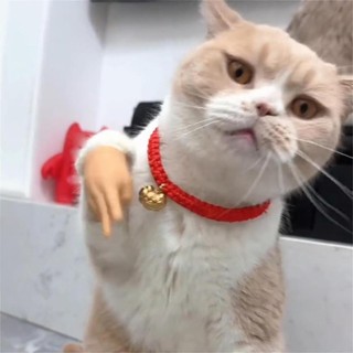 Bàn tay Mini cho mèo, Bàn tay nhỏ cho mèo, Bàn tay mèo nhỏ cho ngón tay, Con rối ngón tay cho bàn chân mèo, Găng tay ngón tay cho mèo, Bàn tay con người cao su nhỏ cho mèo