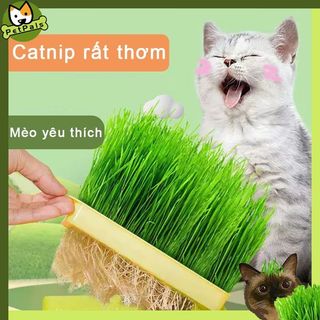 PetPals Bộ dụng cụ trồng cỏ mèo tươi hộp hạt giống và Đất Trồng cỏ cho mèo hạt cỏ mèo bộ trồng cỏ mèo thuỷ canh hạt giống cỏ mèo cỏ mèo tươi cỏ mèo tự trồng cỏ mèo tươi trồng sẵn bộ kit trồng cỏ mèo hạt giống kit trồng cỏ mèo thuỷ canh LI0244