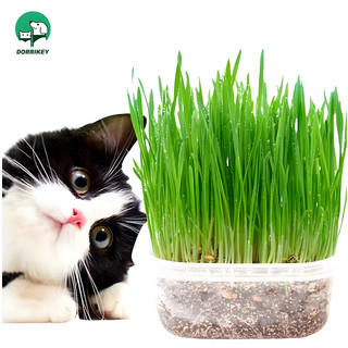 Bộ dụng cụ trồng cỏ mèo tươi DORRIKEY LI0244 hỗ trợ giảm búi lông cục trong ruột mèo