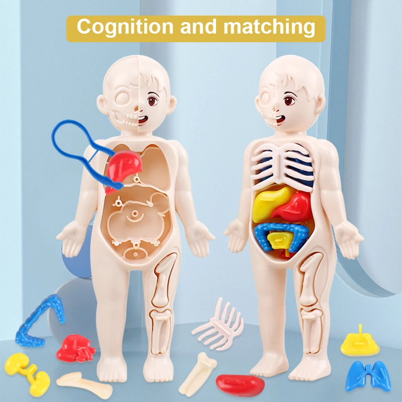 Bộ 14 Bộ Đàn Organ Người Mô Hình Trẻ Em DIY Lắp Ráp Y Tế Sớm Khoa Học Và Đồ Chơi Giáo Dục Cho Ngày Trẻ Em Quà Tặng