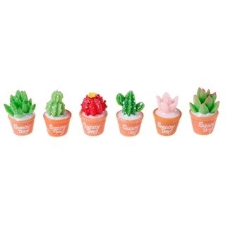 Set 5 cây xương rồng mini trang trí