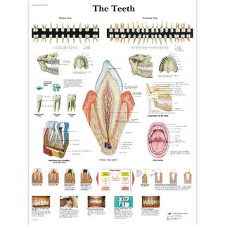 Nghệ thuật cơ thể 'The Teeth 'Hệ thống cấu trúc cơ thể con người Poster cổ điển Vải in y tế Trang trí tường