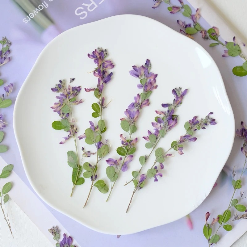 6 chiếc Lespedeza Formosa ép hoa: Nghệ thuật, Khung ảnh, Dấu trang, Trang sức bằng nhựa
