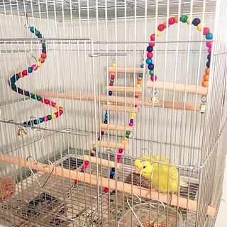 Bộ đồ chơi chim cưng, Thang gỗ Vẹt Lovebird, Xích đu, Cầu thang, Khung leo núi