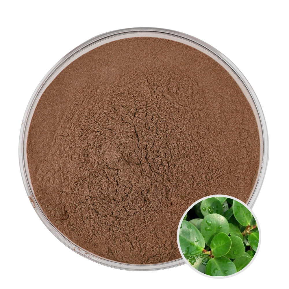 Chiết xuất Ficus Deltoidea tự nhiên / Bột chiết xuất đàn hồi Ficus