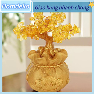 Cây phát tài cây kim tiền tài lộc nhí trang trí tết Homdeko G.
