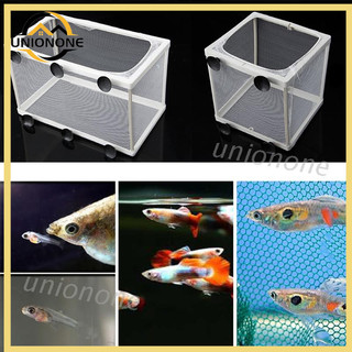 Bể cá có màng ngăn cách ly cho cá con phát triển thiết kế tiện dụng