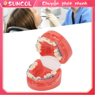 Suncol nha khoa mô hình dây kim loại 24 răng nửa gốm giá đỡ đúng mẫu cho nghiên cứu giảng dạy