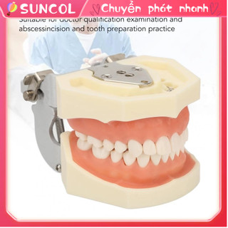 U nang hàm trên Nha khoa Mẫu 28 Răng Mềm nướu Giảng dạy Mô hình để thực hành Áp xe Incise
