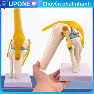 Mô hình cấu tạo khớp gối và dây cho nghiên cứu giải phẫu xương dạy với mô dây chằng
