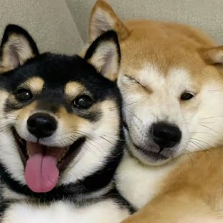 PAW ACEgia đình thú cưng