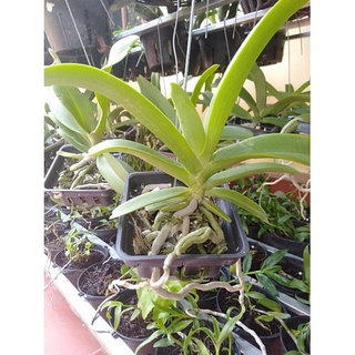 Cây Lan Đai Trâu Khoảng 2 Năm Tuổi - Đai Trâu - Ngọc Điểm - Nghinh Xuân + Tặng 02 cây nhót ngọt