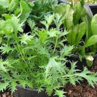 Gói 5gr Hạt giống cải mizuna nhật