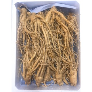 Nhân sâm tươi 220.000/1 củ, size 12-14 củ/kg hàn quốc