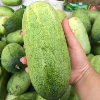 Hạt giống dưa chuột mèo