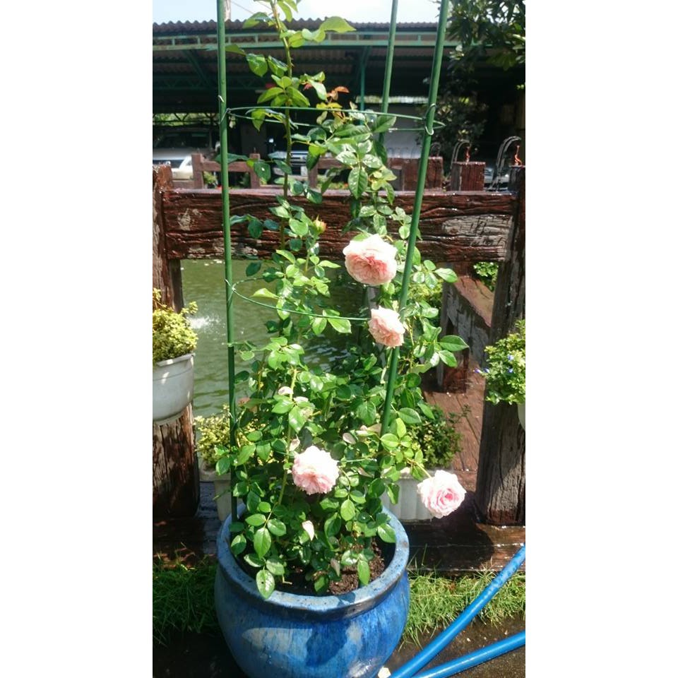 Giá đỡ hoa hồng, hoa leo đa năng kt cao 90cm, đường kính vòng tròn 22,5cm-26cm-28cm-30cm